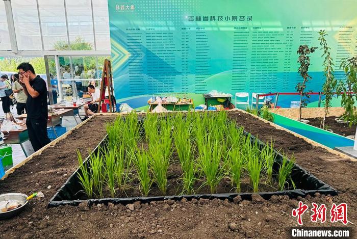 长春农博会观察：科技小院为乡村振兴聚智赋能  第2张