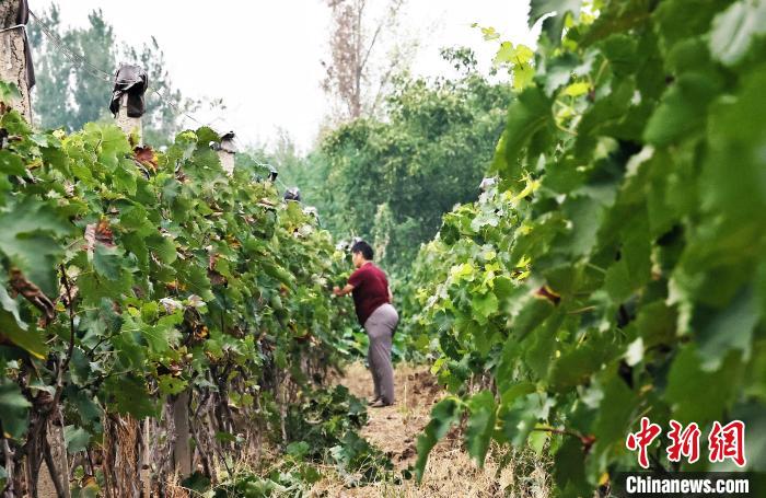 山西新绛：葡萄香满园 田间采摘忙  第4张