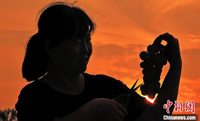 山西新绛：葡萄香满园 田间采摘忙  第2张
