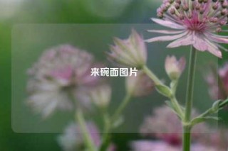 来碗面图片