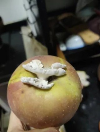 苹果上长出的蘑菇“果菌王”已经吃上了 炖蛋是目前最美味的做法~