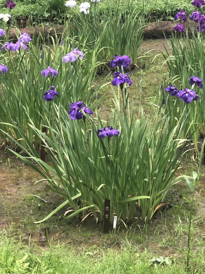 花开之处，便是故地  第6张